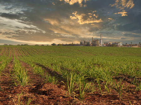 sugar cane plantation farm sunset factory in backgroundの写真素材
