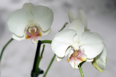 Orchidsの写真素材