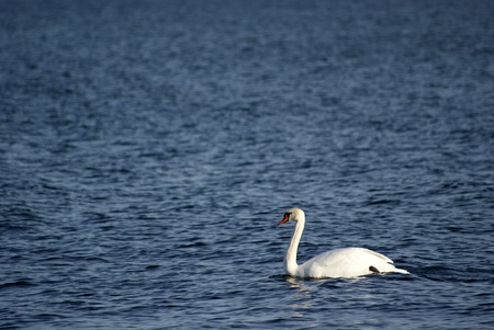 Swan swimming on deep blue sea の写真素材
