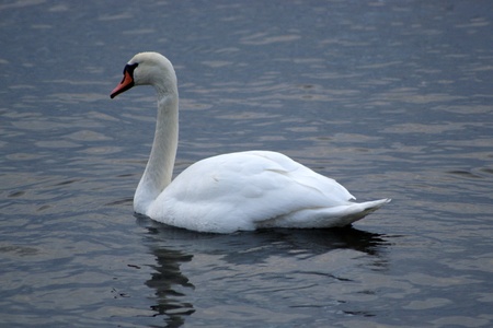 White swan on deep blue seaの写真素材