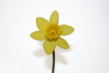 Isolated yellow easter daffodilの写真素材