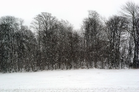 Snowfall and naked treesの写真素材