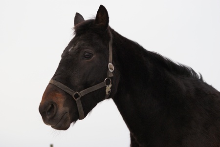 Head of stallion