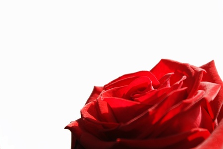 A head of a red roseの写真素材