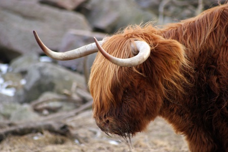 Buffalo with sharp horns