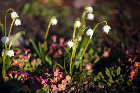 White bellflowers in sunlightの写真素材