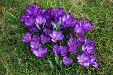 Purple wild crocuses standing in grass floorの写真素材