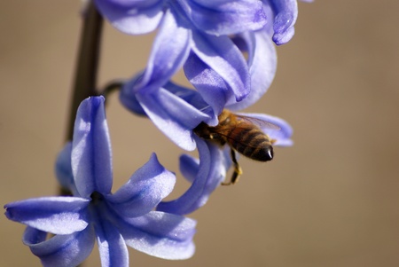 A bee visiting a hyacinthの写真素材