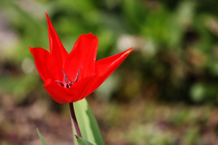 Wild natural tulip wide openの写真素材