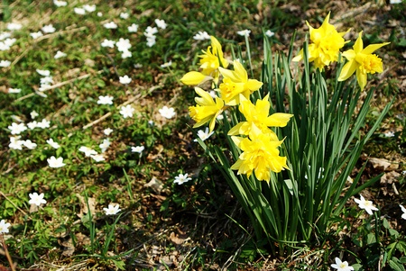 Wild Easter liliesの写真素材