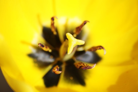Pollen in blossomの写真素材