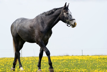 Horse on yellow fieldの写真素材
