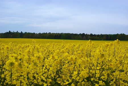 Landscape with rapeseed fieldsの写真素材