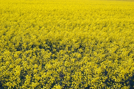 Rapeseed in blossom