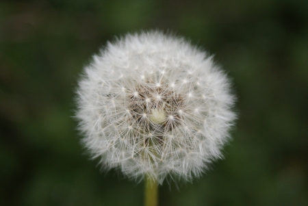 Dandelion seed - a white ball の写真素材