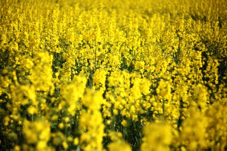 Rapeseed blooming