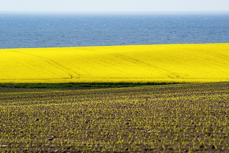 Very yellow rapeseed field against blue oceanの写真素材