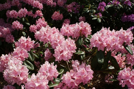 Azalea blooming pinkの写真素材