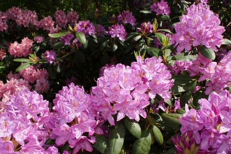 Azalea blooming pinkの写真素材
