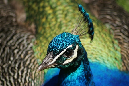 The peacockの写真素材