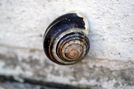A snail up the wall