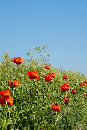 Wild poppies, red and attractiveの写真素材