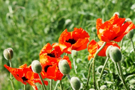 Wild poppies, red and attractiveの写真素材