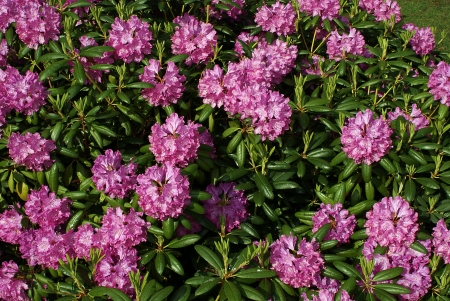 Garden rhododendron  Pretty, purple and pink の写真素材