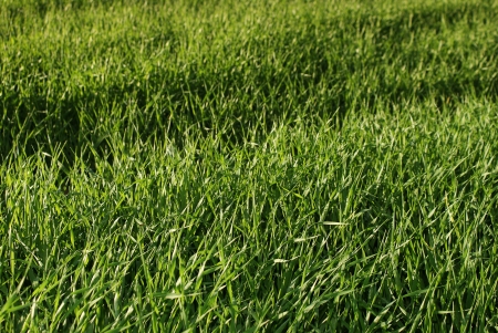 Vital and fresh grassの写真素材