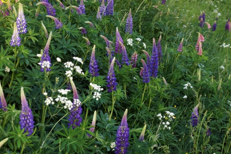 Nice purple delphiniumの写真素材