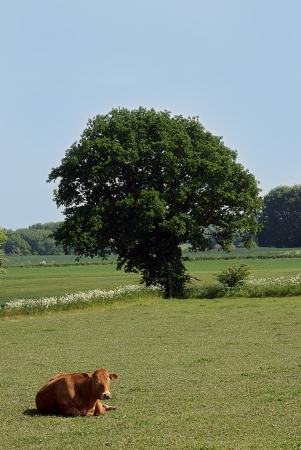 Catlle lying on in green fieldの写真素材