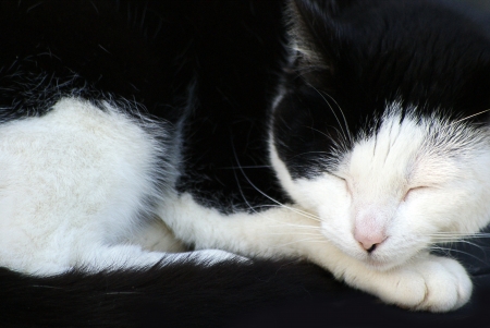A black and white sleepy catの写真素材