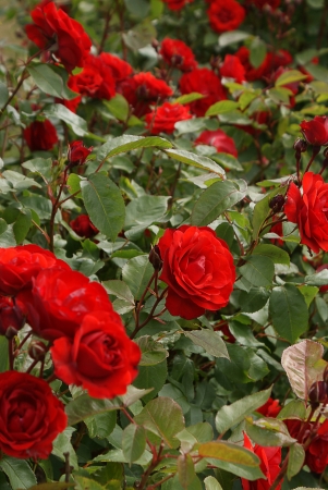 Pretty red rose bushの写真素材