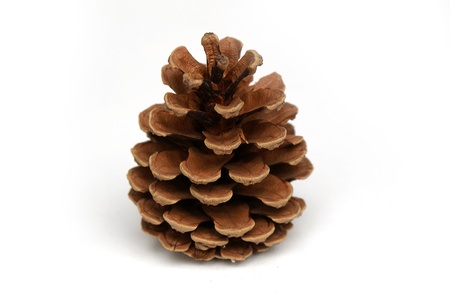 Isolated pine cone