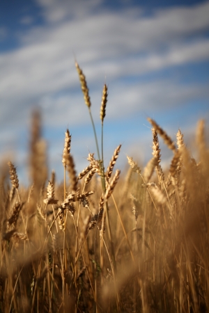 Wheat against summer sky, ready for harvestの写真素材