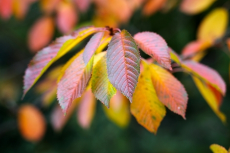 Beautiful autumn leaves at cherry treeの写真素材