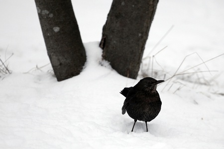 Attentive blackbird in front of tree root の写真素材