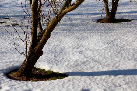 Melting snow around garden trees  Springtime の写真素材