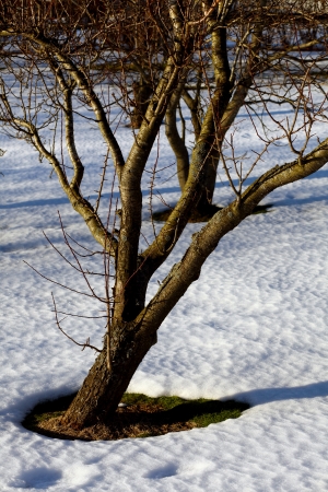 Melting snow around garden trees  Springtime の写真素材