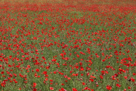 Field of poppies  Provence の写真素材