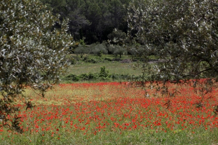 Field of poppies among olive trees  Provence の写真素材