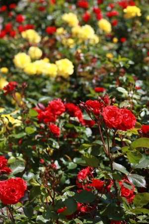 Red and yellow roses in rose bush. の写真素材