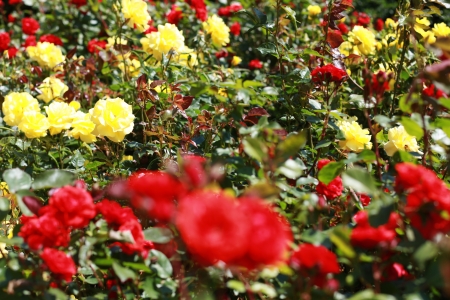 Red and yellow rose bush. の写真素材