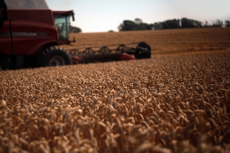 Harvester in the middle of the field.の写真素材