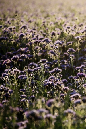 Nice purple field of phacelia tanacetifolia. Scandinavia.の写真素材