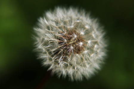 Dandelion seed ball on a dark green background 