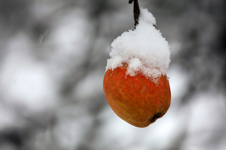 Natural apple covered with fresh snow in a winter gardenの写真素材