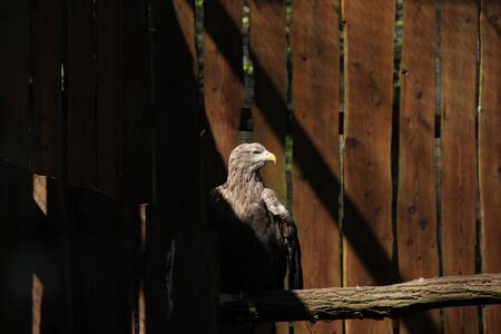 A white-tailed eagle with dramatic profile. The white-tailed eagle Haliaeetus albicilla is a very...
