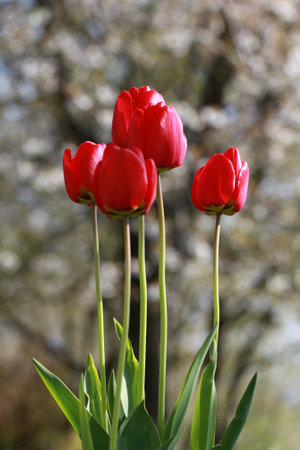 Spring flowers, tulips in early spring are a wonderful garden delight.の写真素材