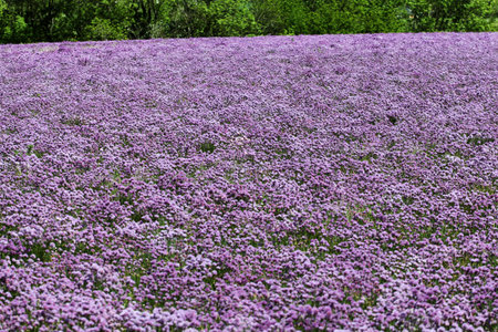 Purple and green, a chives field borders the forestの写真素材